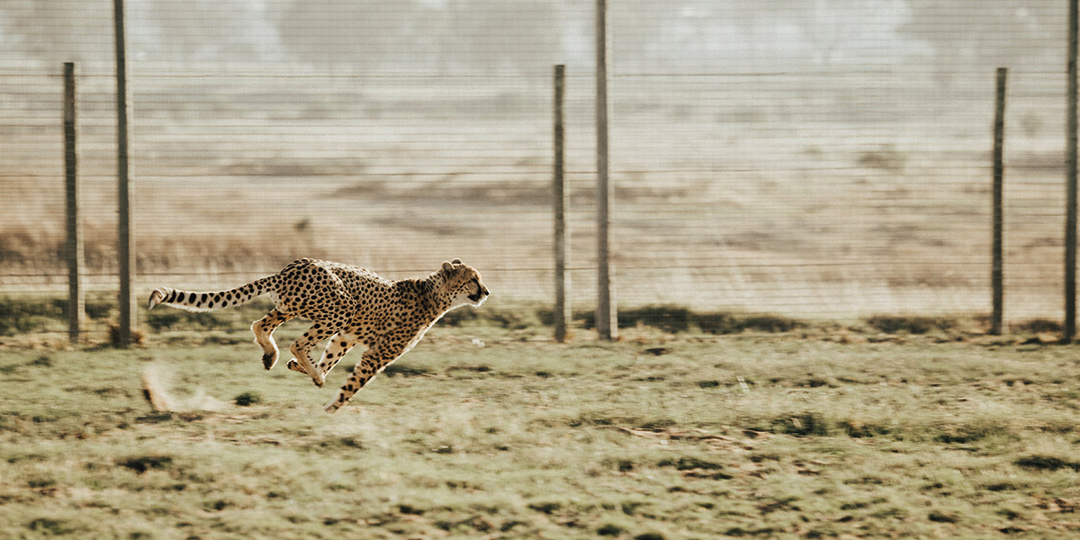 Increase WordPress Website Speed